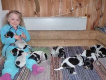 Valper etter Senta og NDCH Tällmyrans Rufus