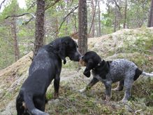 AB Luzak 9uker på tur med Casper. Eier Egil Reinås. Oppdretter Arnold Bjørklund